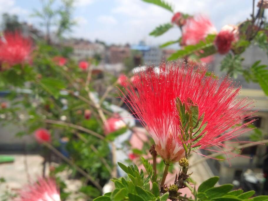 Ananda Tree House Eco Homestay カトマンズ エクステリア 写真
